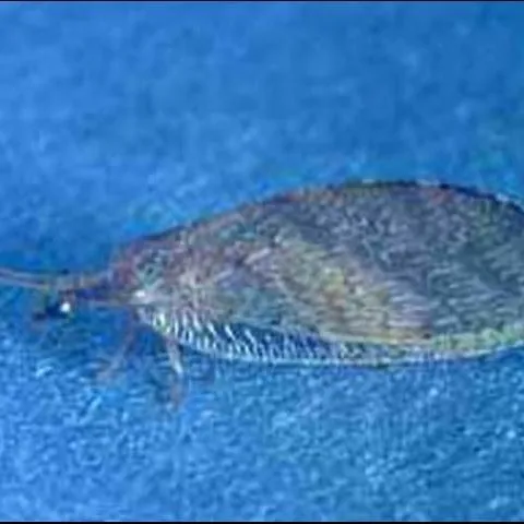thumbnail for publication: Brown Lacewings (of Florida) (Insecta: Neuroptera: Hemerobiidae)
